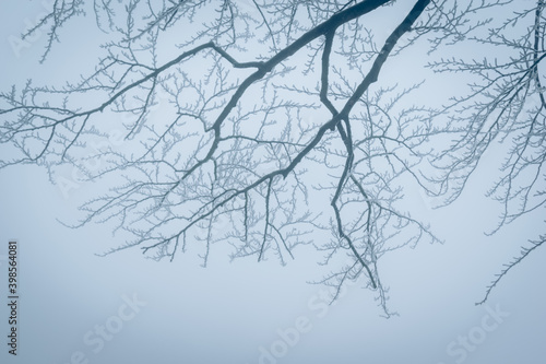 dramatic winter forest with tree trunks and tops