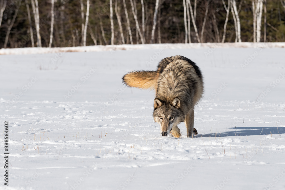 Grey Wolf (Canis lupus) Trots Forward Nose Down in Field Winter Grey Wolf (Canis lupus) Trots Forward Nose Down in Field Winter