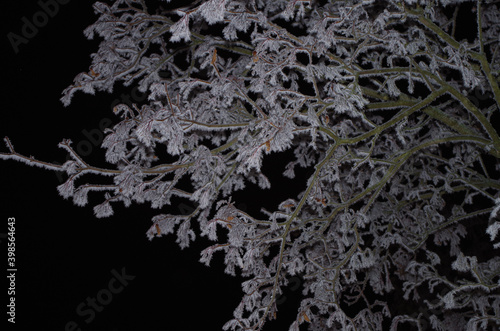 frozen branches on black background © K. Dufva
