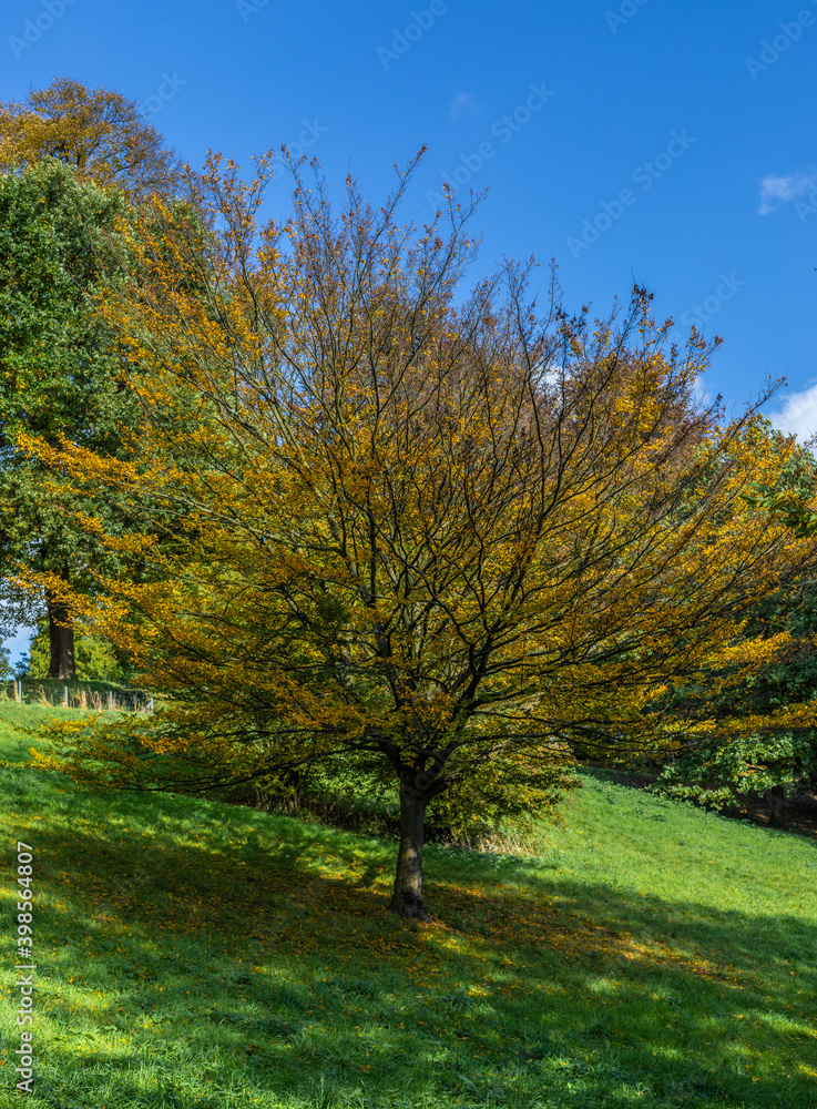 Naklejka premium Herbst Picture