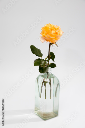 Yellow terry rose in a glass on a light gray background © elenarostunova