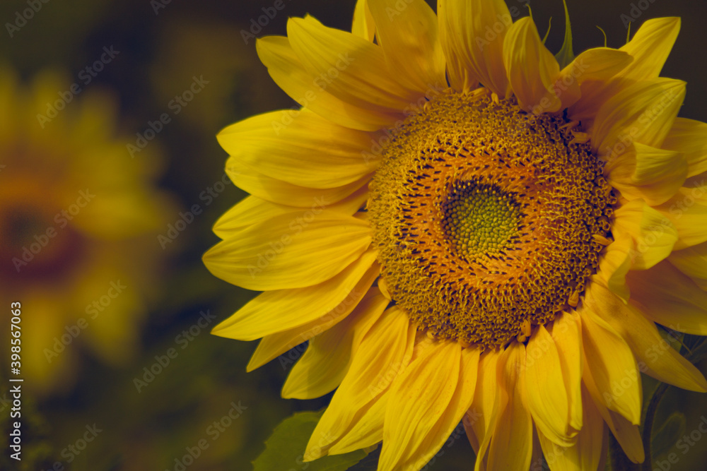 close up sunflower in field close up sunflower in field