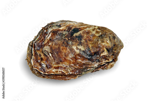 Raw oyster taken closeup isolated on white background with shadow.