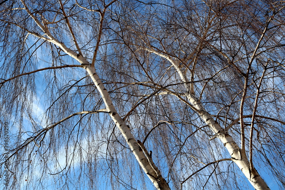 Birch tree brunches in winter over blue sky
Birch tree brunches in winter over blue sky