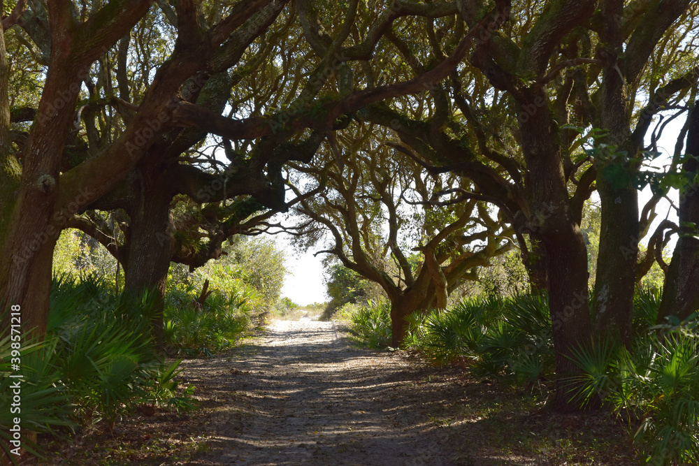 Path on a small southern barrier island Path on a small southern barrier island