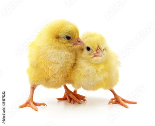 Yellow little chickens.