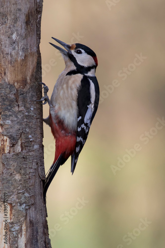 Pic épeiche Dendrocopos major sur tronc