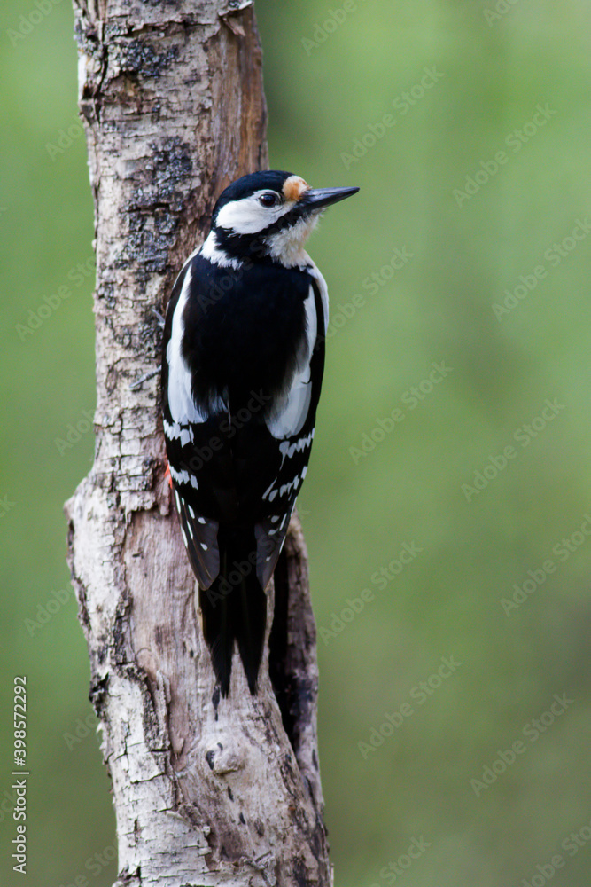 Fototapeta premium Pic épeiche Dendrocopos major sur tronc