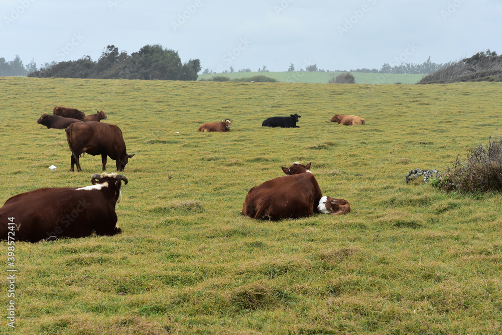 cows in a field cows in a field