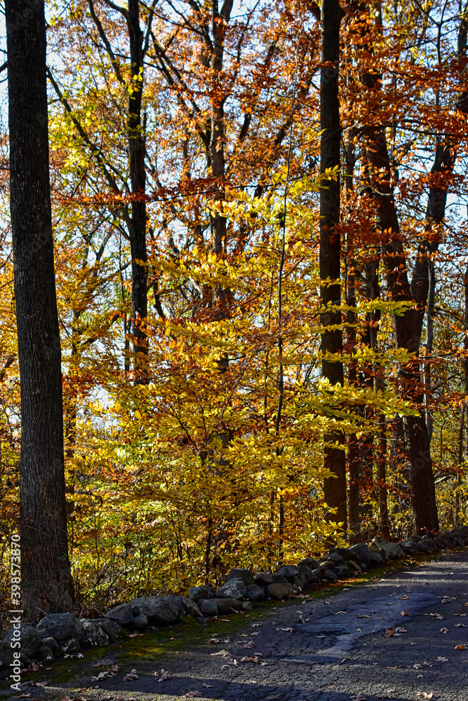 Obraz premium Yellow and brown foliage in November