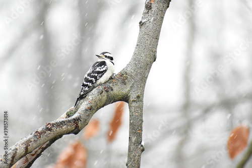 Female Downy Woodpecker perched in a Beech tree during a snow shower