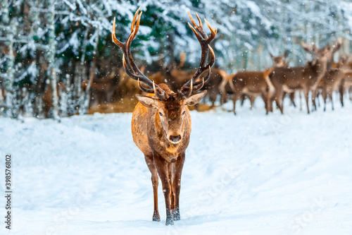 Winter christmas. Single adult noble deer with big beautiful horns with snow against winter forest and deers group. European wildlife landscape with snow and deer with big antlers.