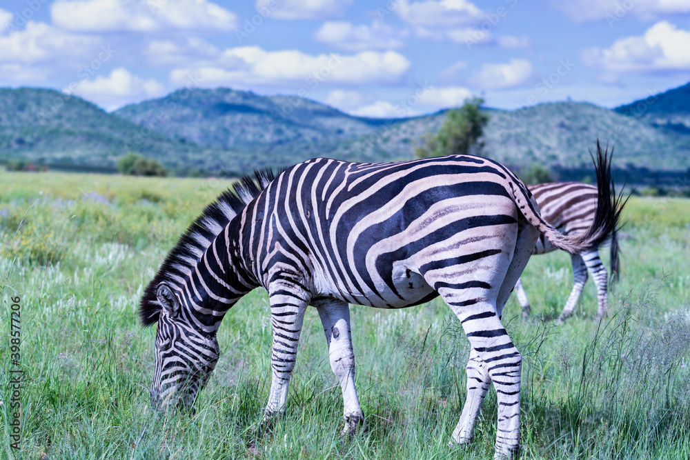 Obraz premium Zebra grazing in the great African grassland