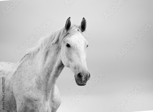 Obraz na płótnie white horse w salonie