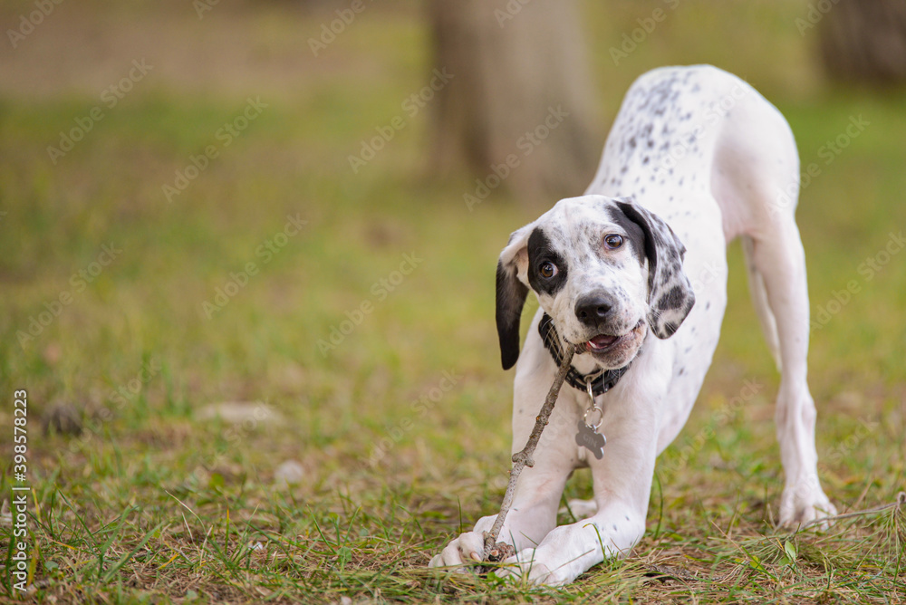 white dog