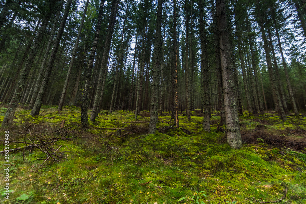 Obraz premium forest with dense green forest floor in the mountains
