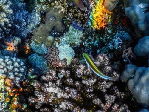 view from above into a colorful coral world while diving in the sea