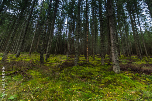 forest with dense green forest floor in the mountains