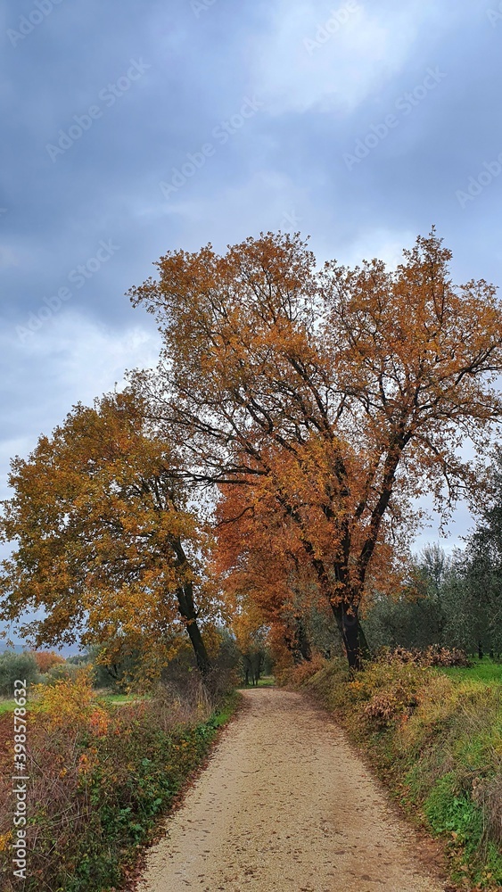 Coloured tree, typical autumn view in a cloudy day