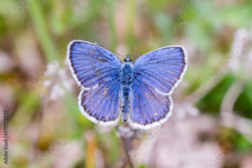 Closeup of a blue butterfly (probably male Idas Blue, Plebejus idas)