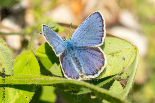 Closeup of a blue butterfly (probably male Idas Blue, Plebejus idas)