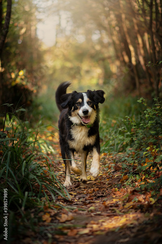 Fototapeta Naklejka Na Ścianę i Meble -  Bernese Mountain Dog