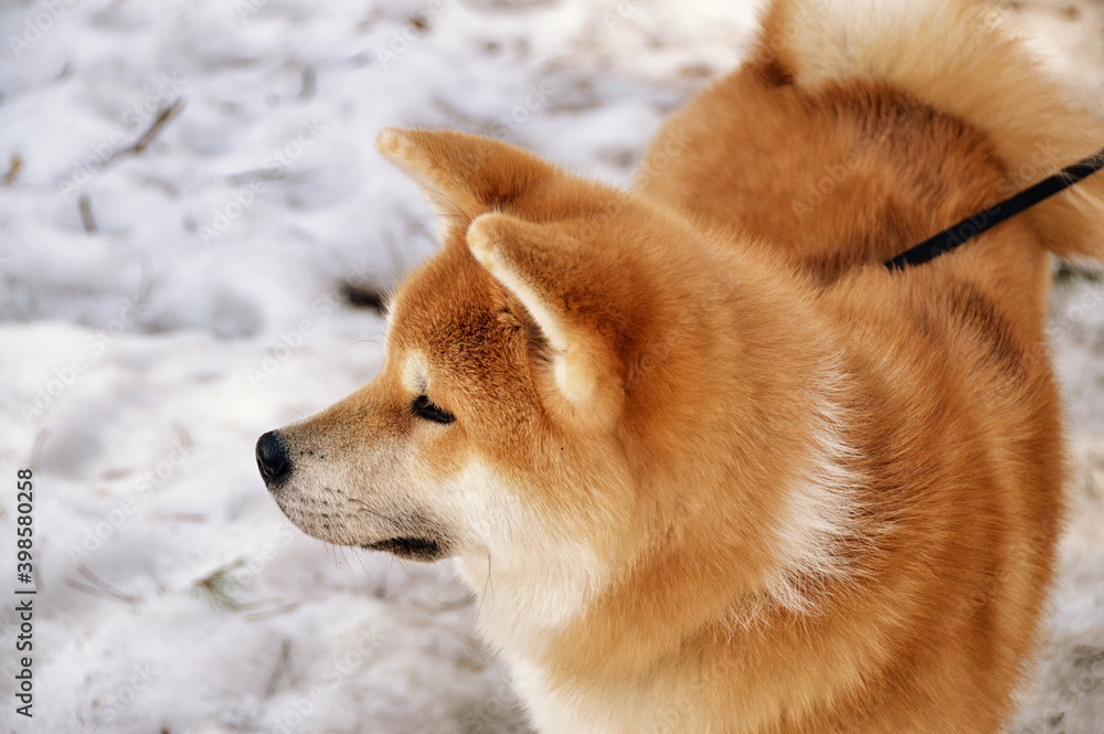Portrait of a red and white akita inu dog with snow in the background