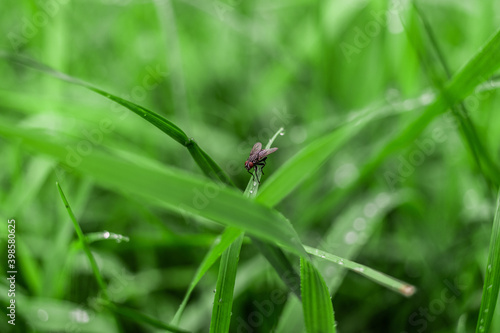 Fly on the grass © Andrzej