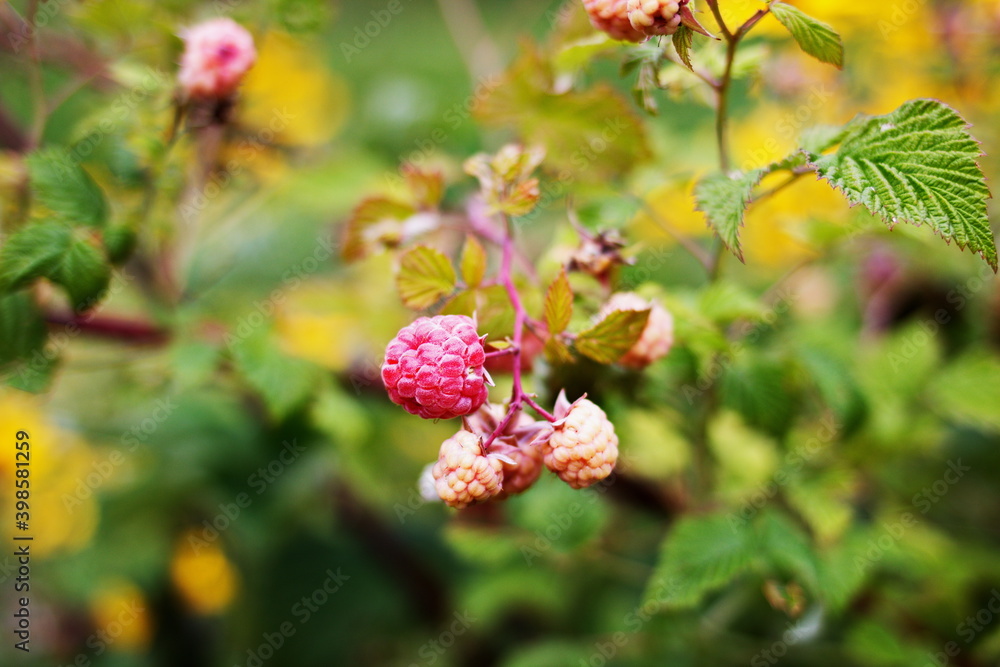Raspberries growing in a local garden in the country in Ontario, Canada. Raspberries growing in a local garden in the country in Ontario, Canada.