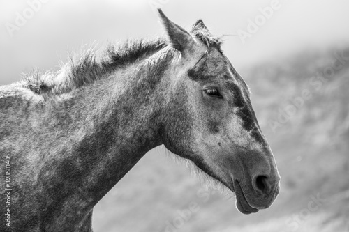 Photo of a horse's head