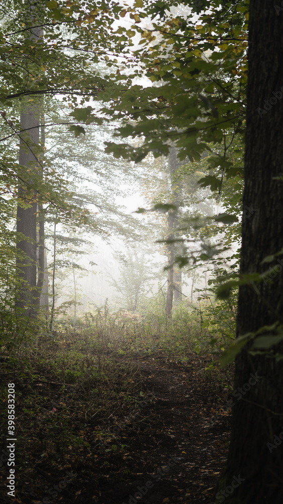 Obraz premium foggy forest
