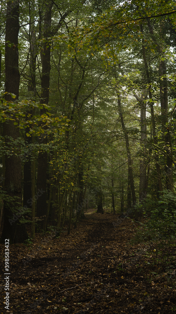 Obraz premium dark foggy forest