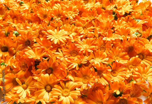 Flowers of yellow and orange calendula officinalis, collected for drying on a white background, isolated. Background of calendula petals. © ru4eek