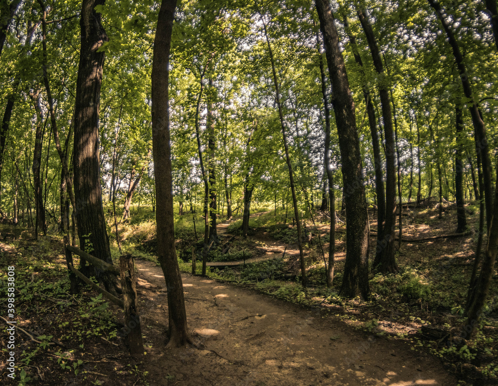 Obraz premium footpath in the forest