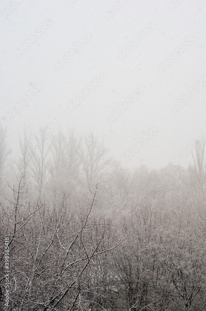Winter urban frosty landscape - snow covered trees on foggy background Winter urban frosty landscape - snow covered trees on foggy background