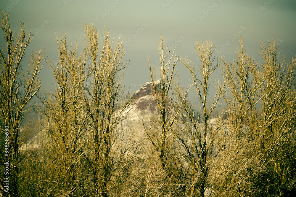Winter urban frosty landscape - snow covered trees on foggy background Winter urban frosty landscape - snow covered trees on foggy background