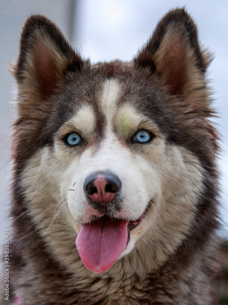 alaska malamut portrait alaska malamut portrait