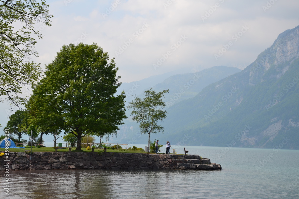 Fototapeta premium several trees on the lakeside in the mountains of Switzerland