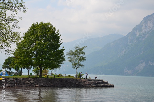several trees on the lakeside in the mountains of Switzerland