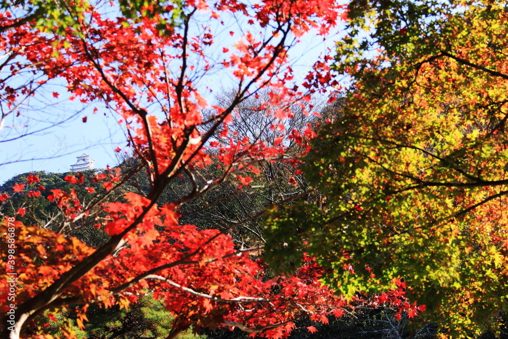 日本の秋　岐阜県金華山　紅葉と岐阜城