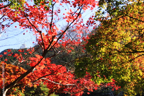 日本の秋 岐阜県金華山 紅葉と岐阜城