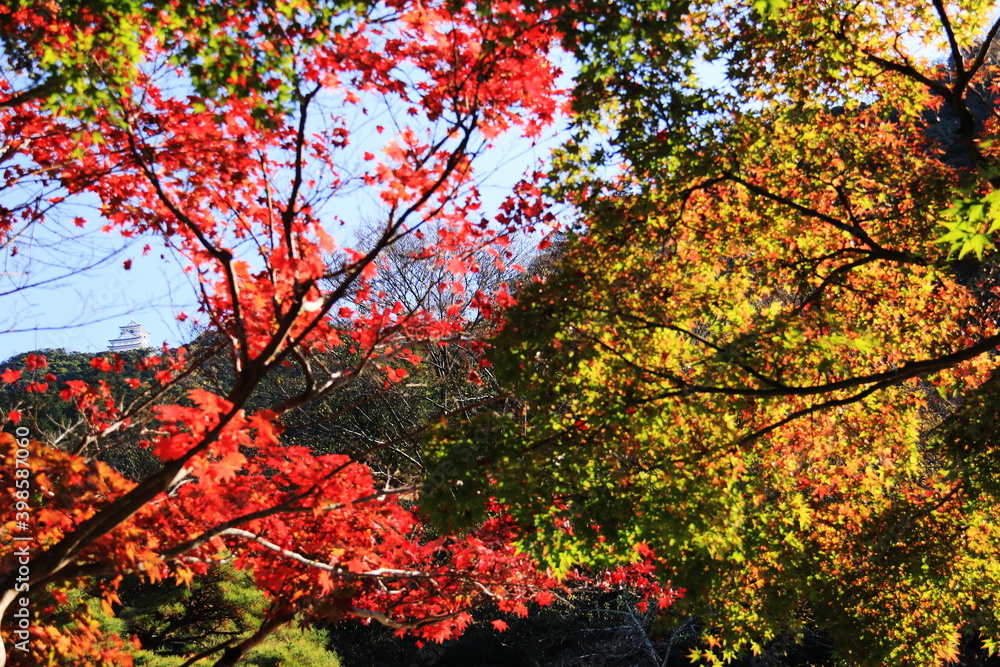 日本の秋　岐阜県金華山　紅葉と岐阜城