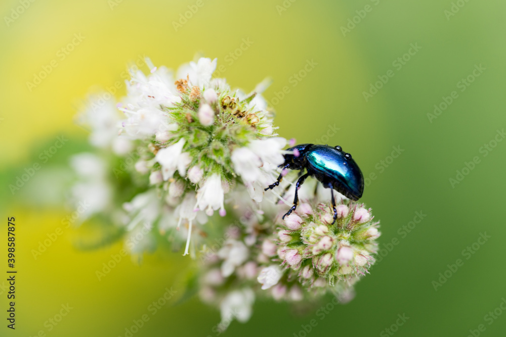 Naklejka premium Macro photo of a blue alder leaf beetle with drops of water on his shield on flowers against a blurred green background with shallow depth of field