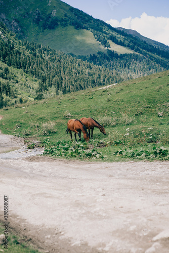 Mountains of the Caucasus. Travel to Arkhyz. Fascinating views © algrigo