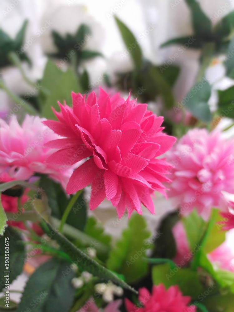 pink flowers pink flowers