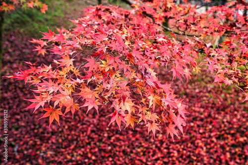 Kyoto Japan-November 23  2020  Red autumn leaves on stacked fallen autumn leaves background 