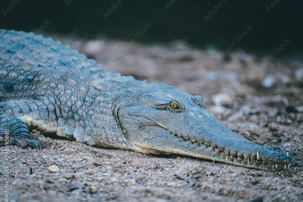 Fototapeta premium a blue lizard on the ground