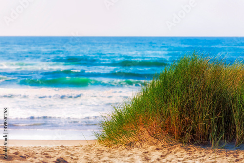 Fototapeta Naklejka Na Ścianę i Meble -  Mound of grass on sandy ocean beach