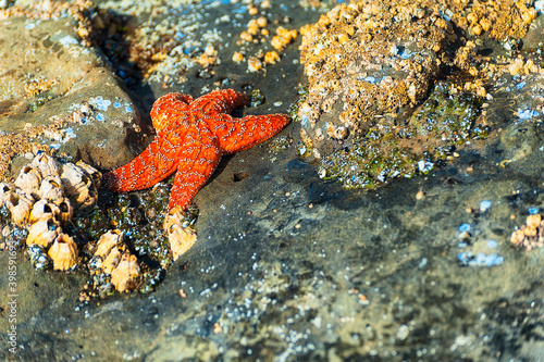 Orange Starfish in tide pool