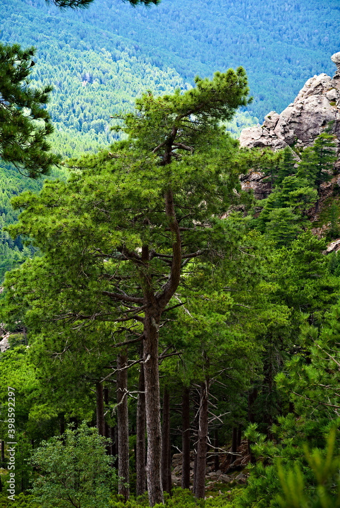 Fototapeta premium tree in the sea